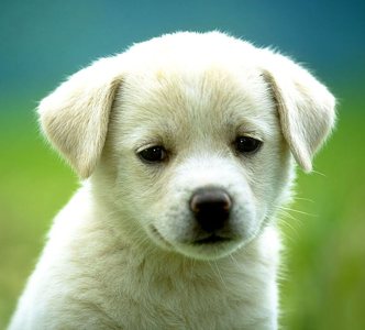puppy